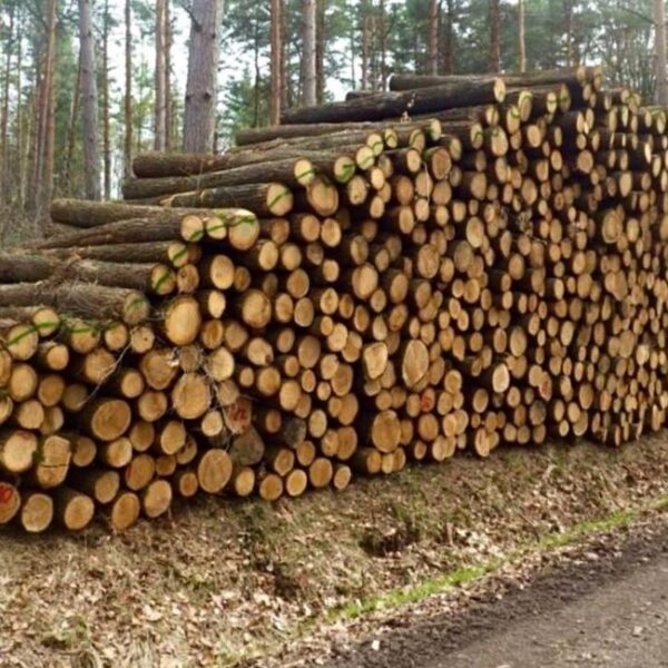 Eichenstammholz – PEFC-zertifiziert