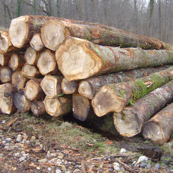 Eschenstammholz – PEFC-zertifiziert